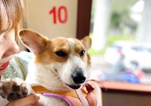 娱乐吃瓜酱忠犬琪哥,娱乐吃瓜酱的忠实守护者